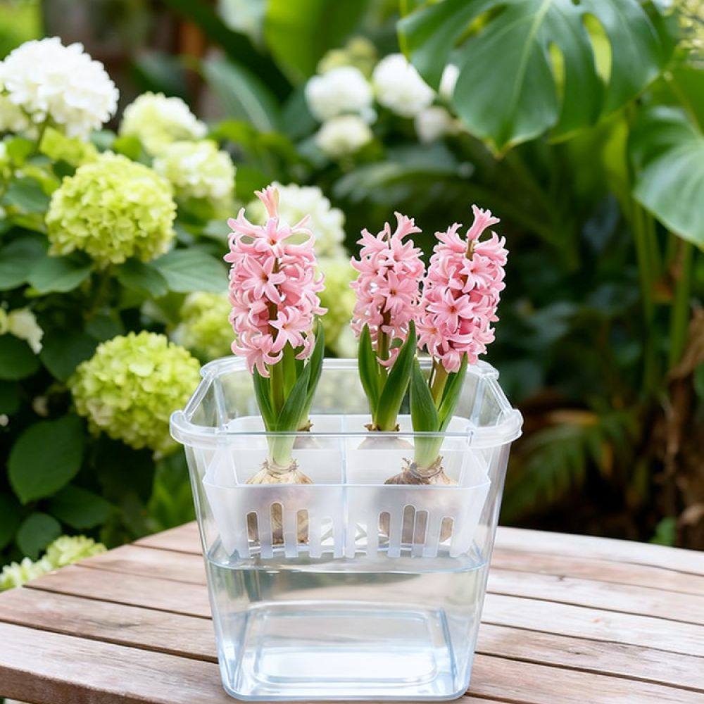チューリップやユリの球根を植えるための、透明な水耕栽培用花瓶 - Indoor Plants のレビューと価格