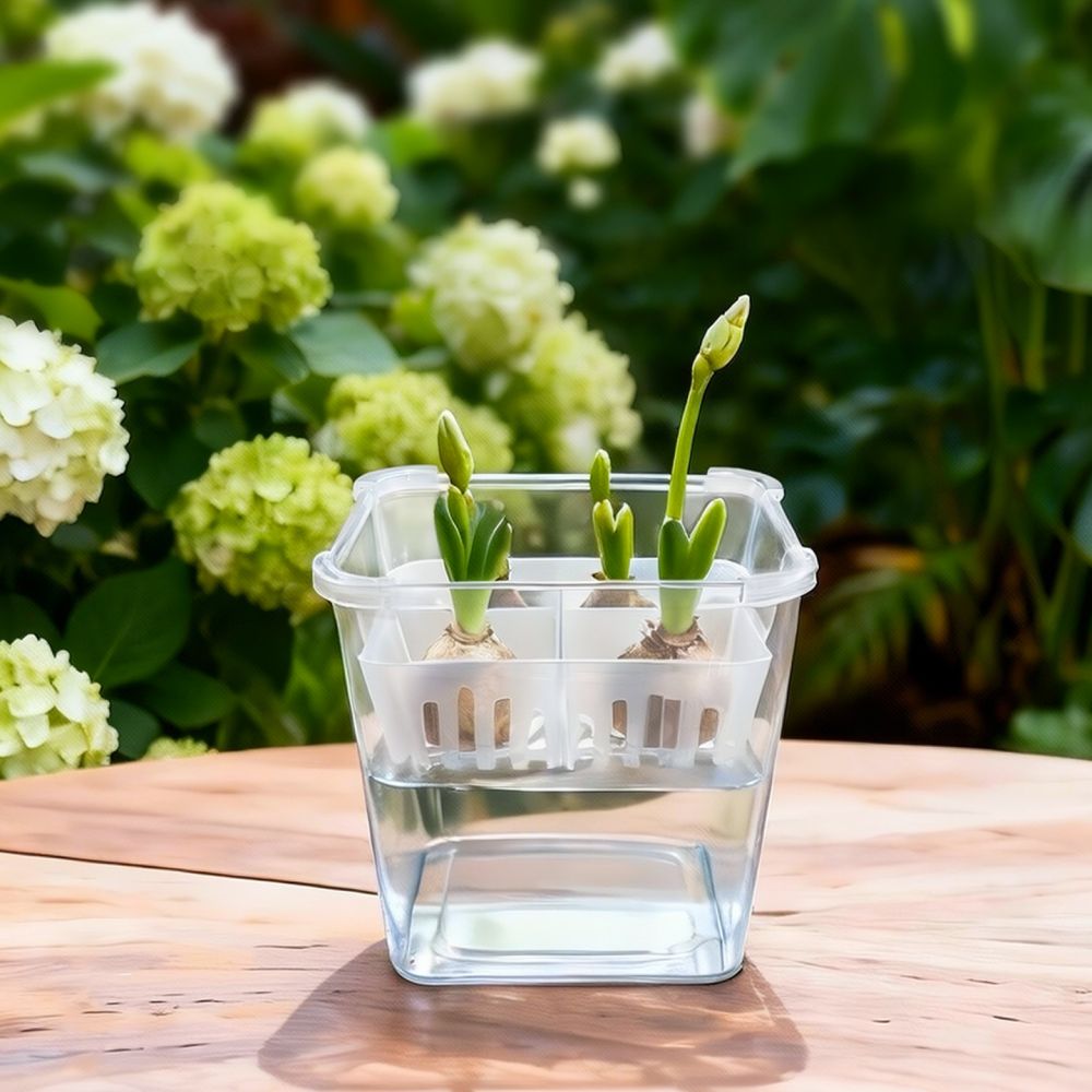 チューリップやユリの球根を植えるための、透明な水耕栽培用花瓶 - Indoor Plants のレビューと価格