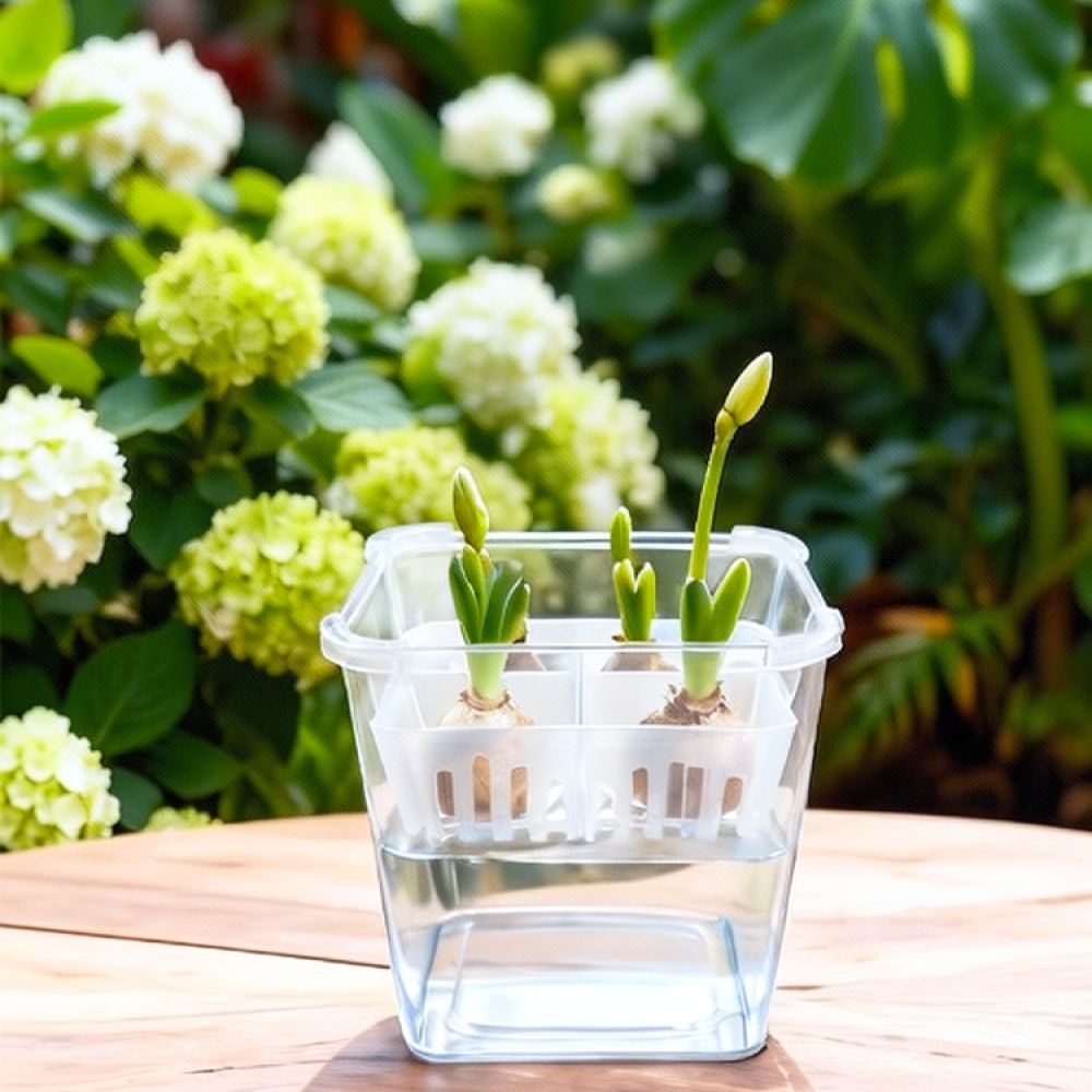チューリップやユリの球根を植えるための、透明な水耕栽培用花瓶 - Indoor Plants のレビューと価格