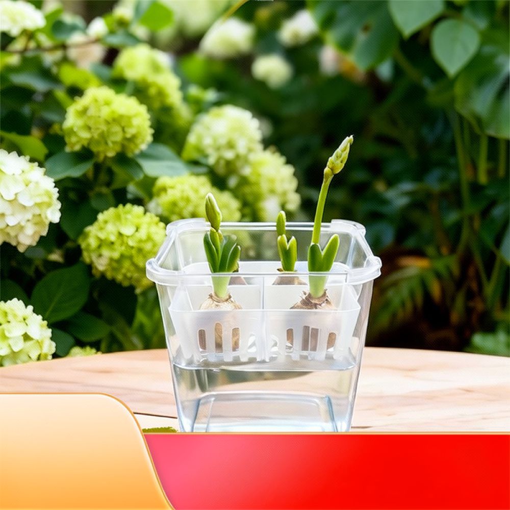 チューリップやユリの球根を植えるための、透明な水耕栽培用花瓶 - Indoor Plants のレビューと価格