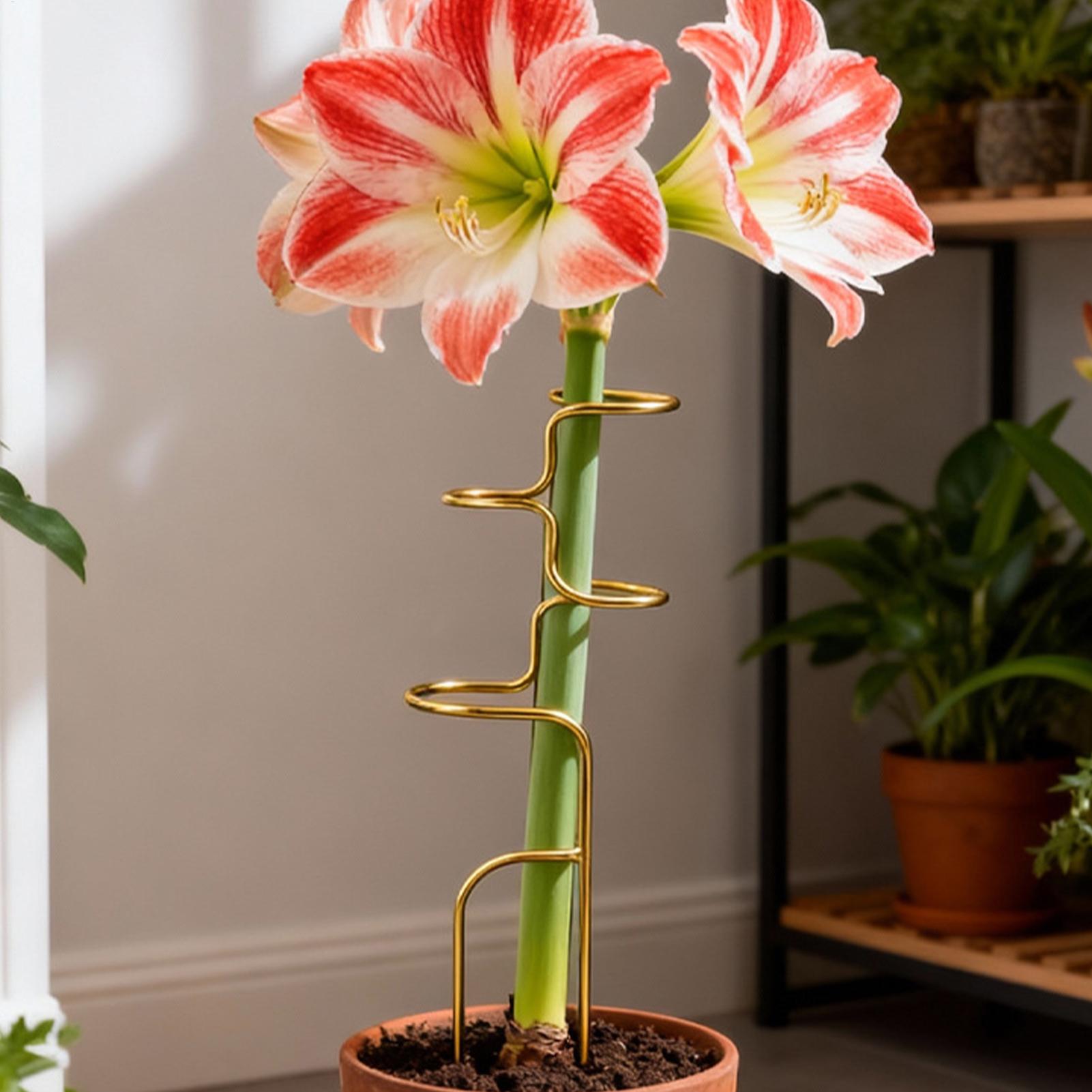 庭の植物の茎固定用サポートフレーム 金属製バラ茎サポートステ - Plant Support Stake のレビューと価格