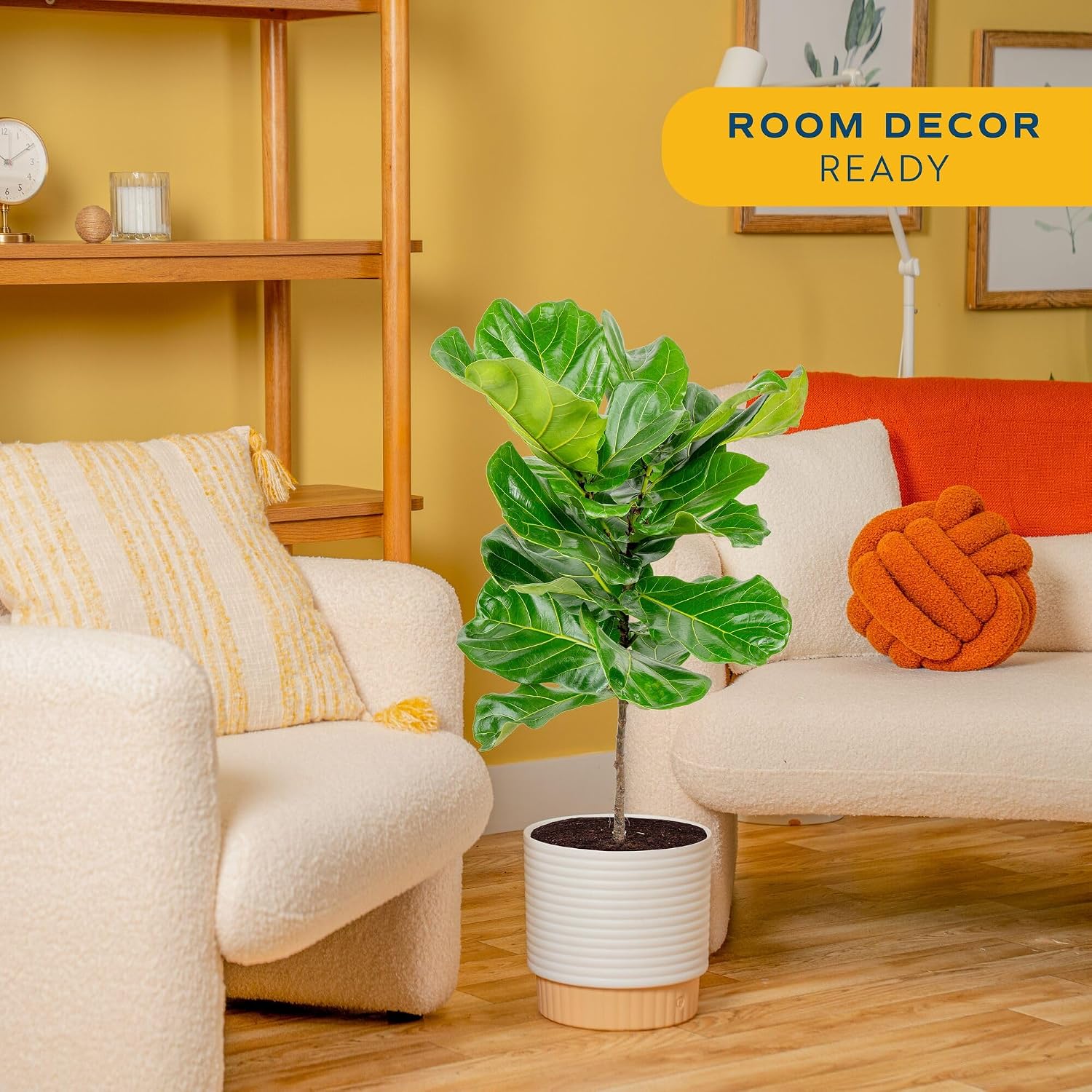 フィドルリーフフィグ、室内用観葉植物、大型、高さ約90～12 - Fiddle Leaf Fig のレビューと価格