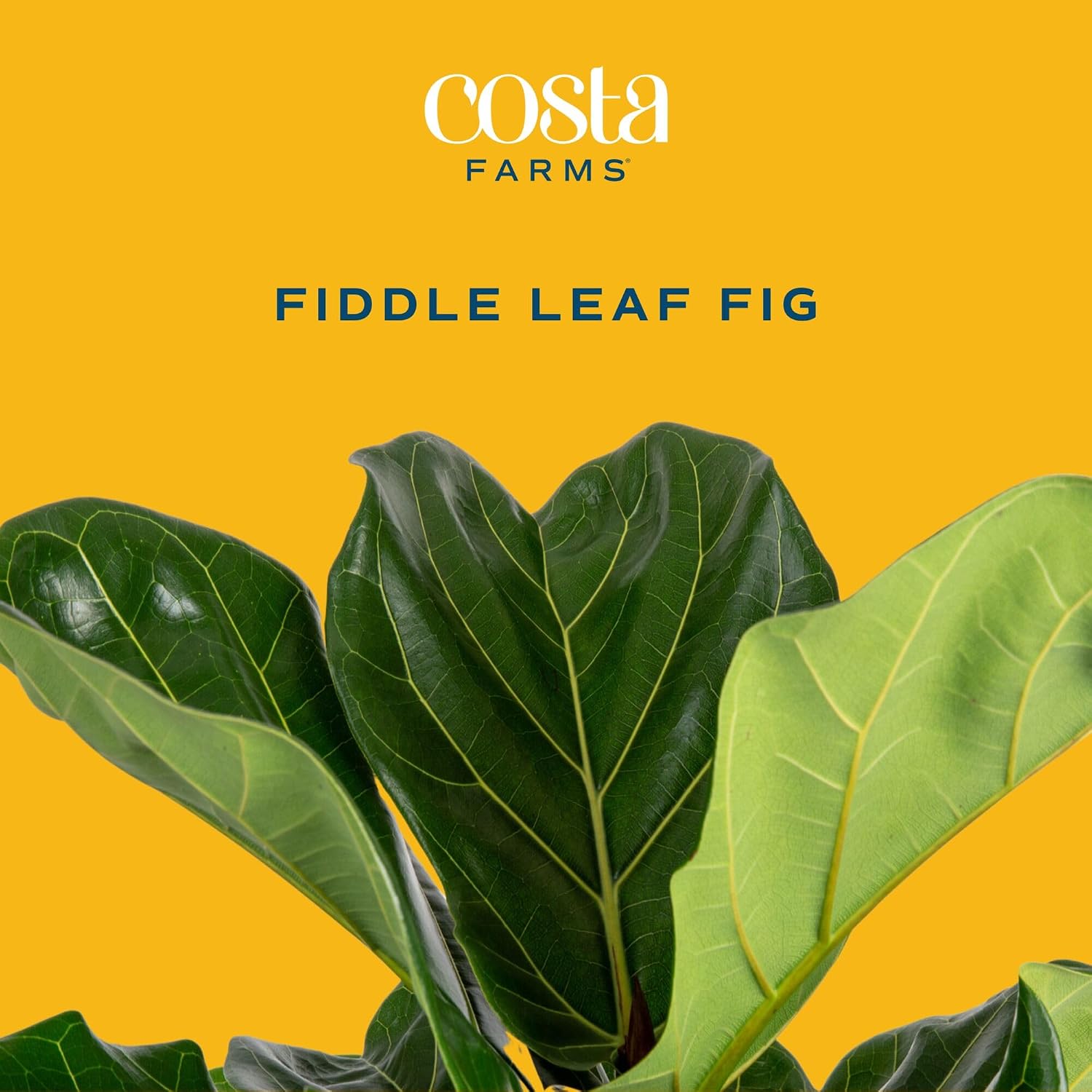 フィドルリーフフィグ、室内用観葉植物、大型、高さ約90～12 - Fiddle Leaf Fig のレビューと価格