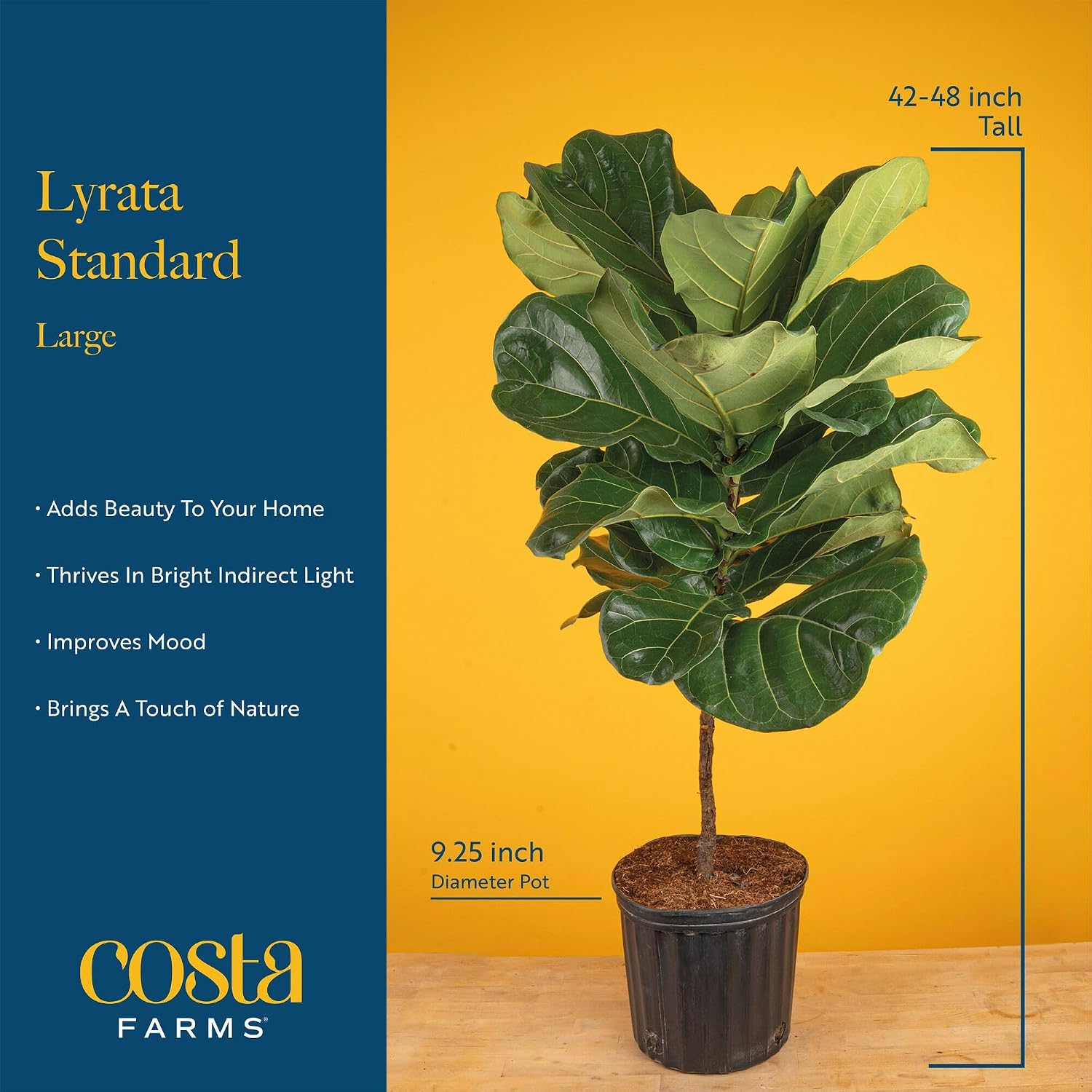 フィドルリーフフィグ、室内用観葉植物、大型、高さ約90～12 - Fiddle Leaf Fig のレビューと価格